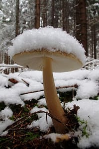 e7c4939c0c526acd2e154da9f14b69f1