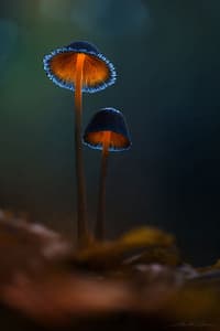 4850ae0d01ff0d2b8134250a55b81171