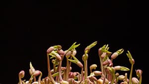 seedlings-g6b5f53496_640