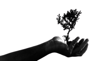 adult bonsai hand 1868109 300x200 removebg preview