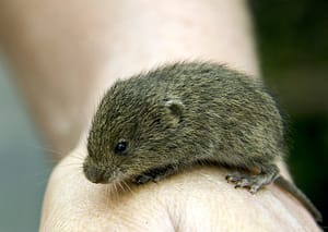 vole-g04d0567e4_640