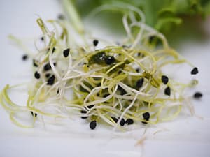 alfalfa-sprouts-g05e08e340_640