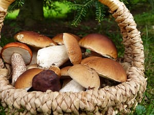 mushrooms, boletus, maroni-3686917.jpg