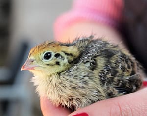 chick, quail, chicken-2393719.jpg
