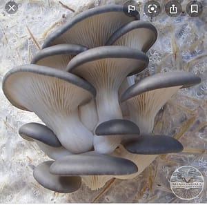 bb197b94d1a1f6356a2970b657cb8397